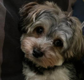Yorkie Chon Puppies For Sale - Seaside Pups